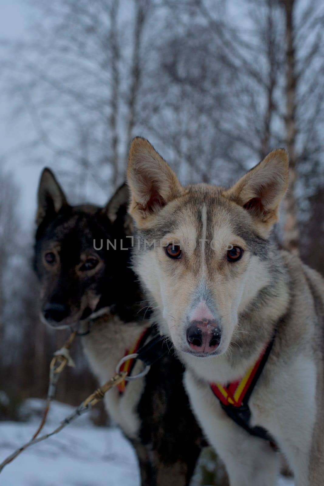 portrait while sledding with husky dogs in lapland