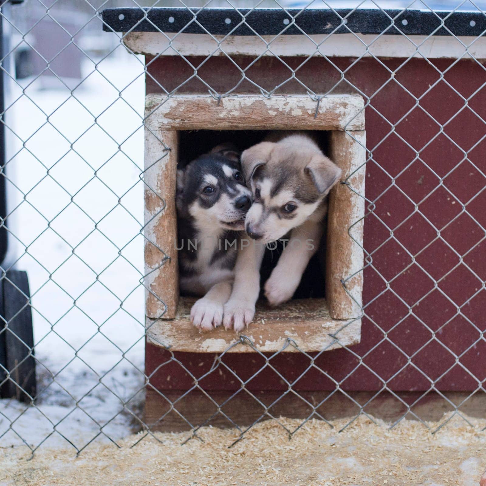 puppy two months old husky sled dog portrait while looking at you
