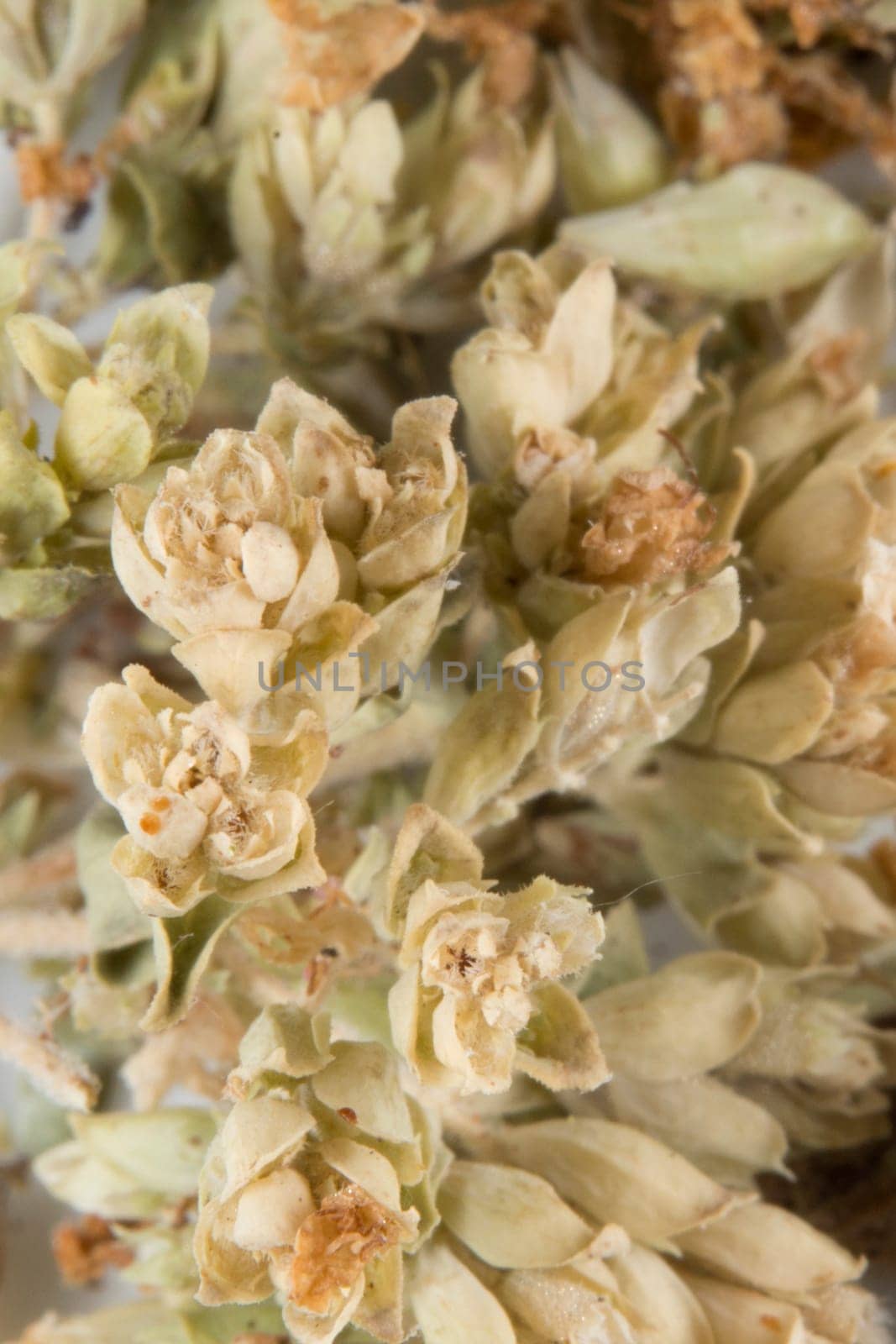 Dried oregano macro used for pizza and mozzarella