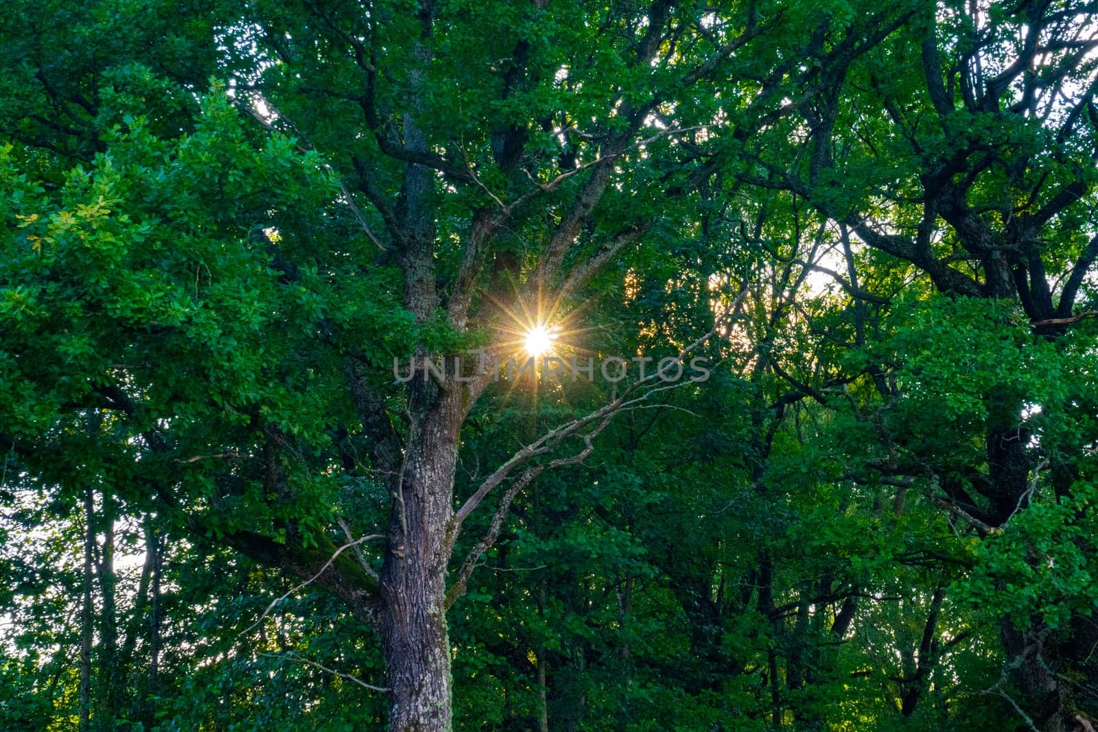 Oak Grove. suns rays break through branches of an oak tree.