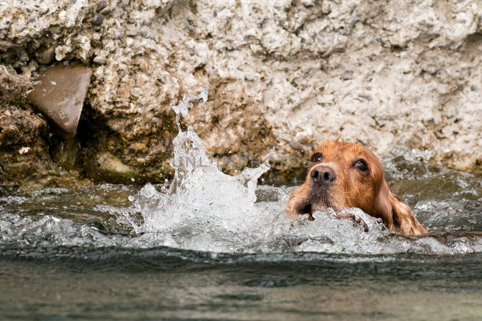 An english brown cocker spaniel running to you in the river water background