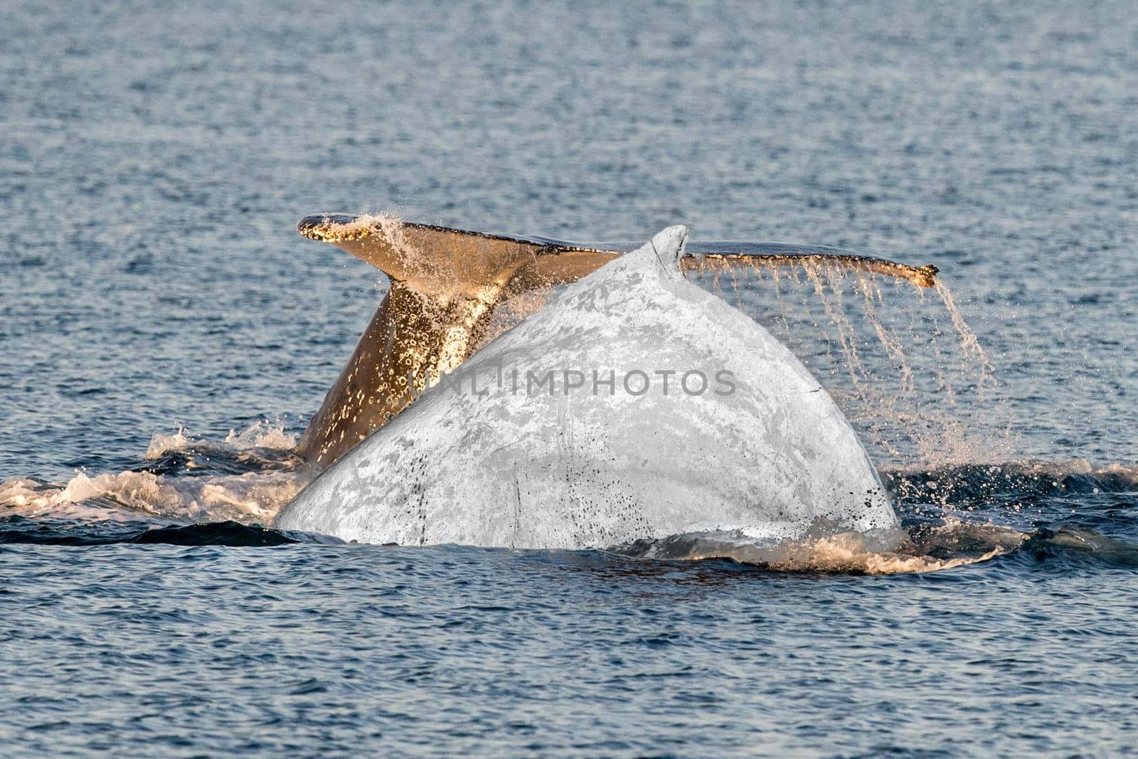 Humpback whales swimming in West Australia