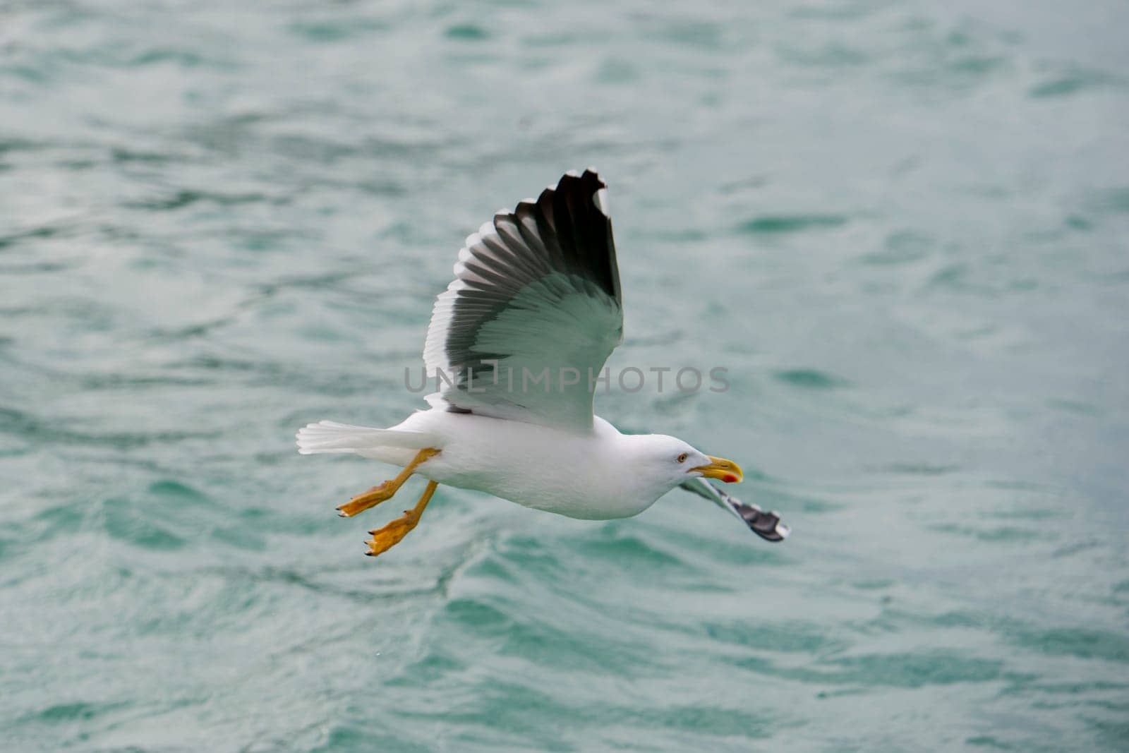Seagull flying to you in the green water tropical paradise background