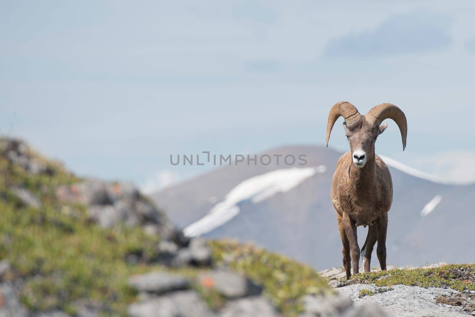 Big Horn Ovis canadensis portrait