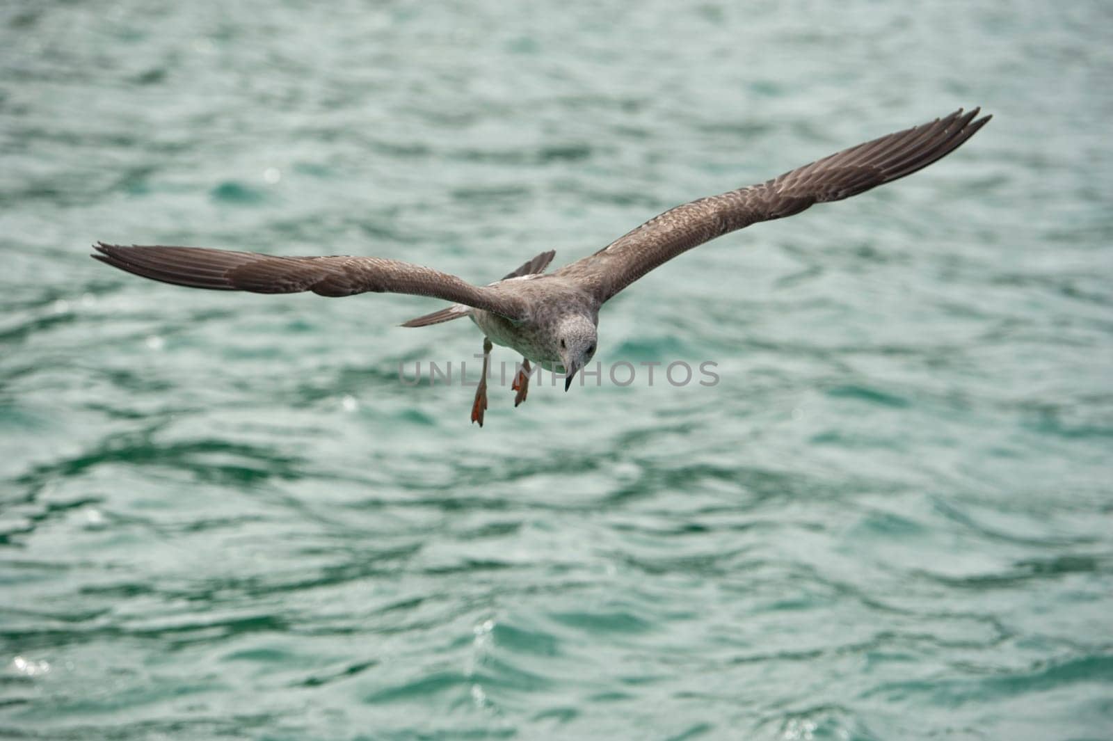 Seagull flying to you by AndreaIzzotti