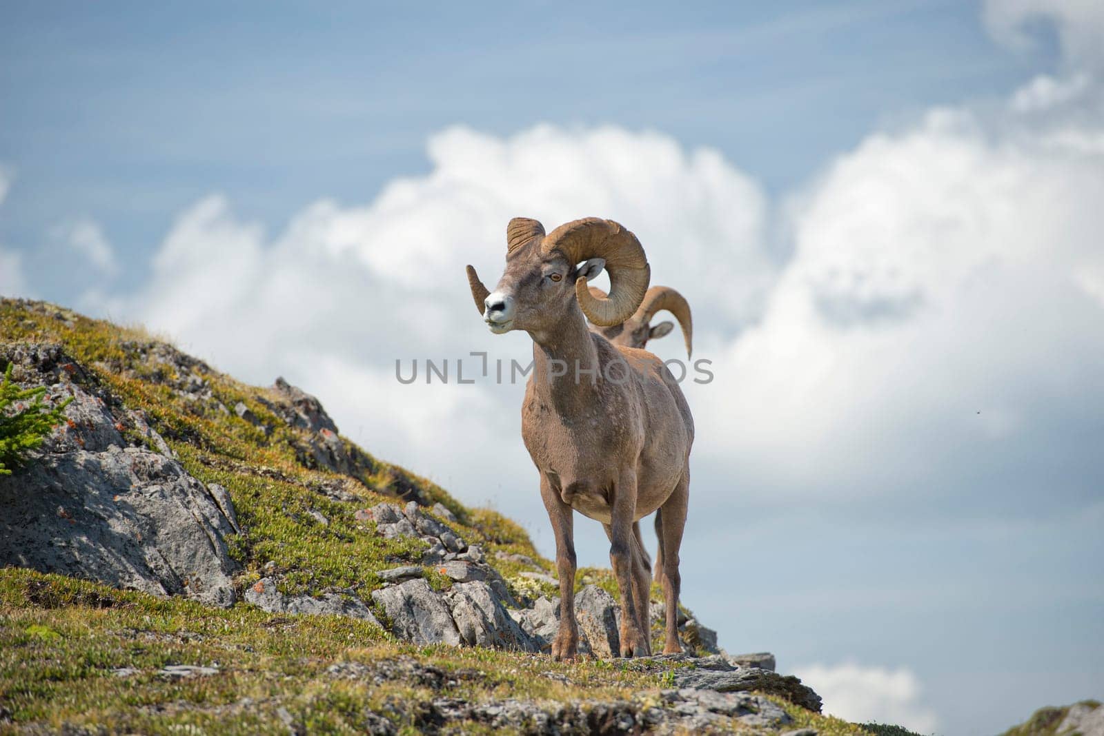 Big Horn Sheep Ovis canadensis portrait on the mountain background