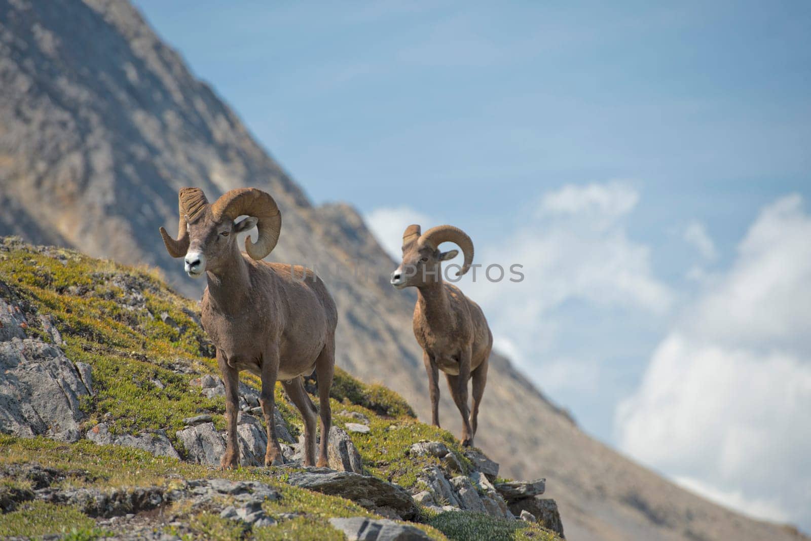 Big Horn Ovis canadensis portrait