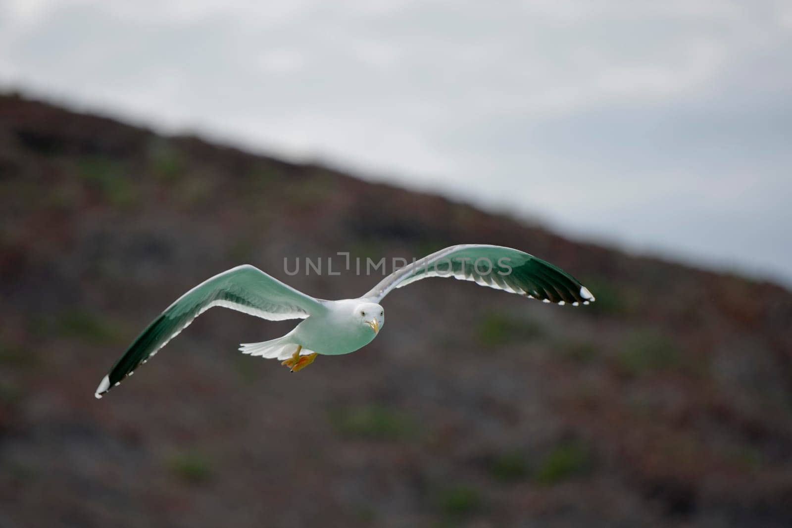 Seagull flying to you in the rocks background