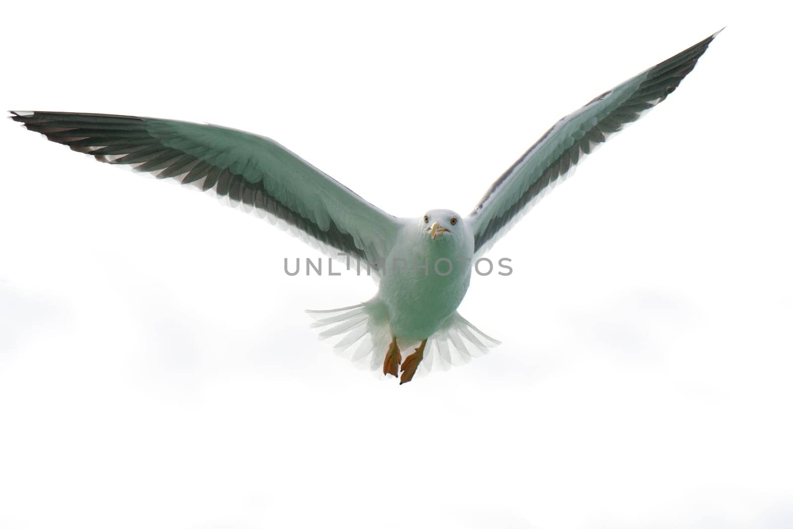 Seagull flying to you in the white background