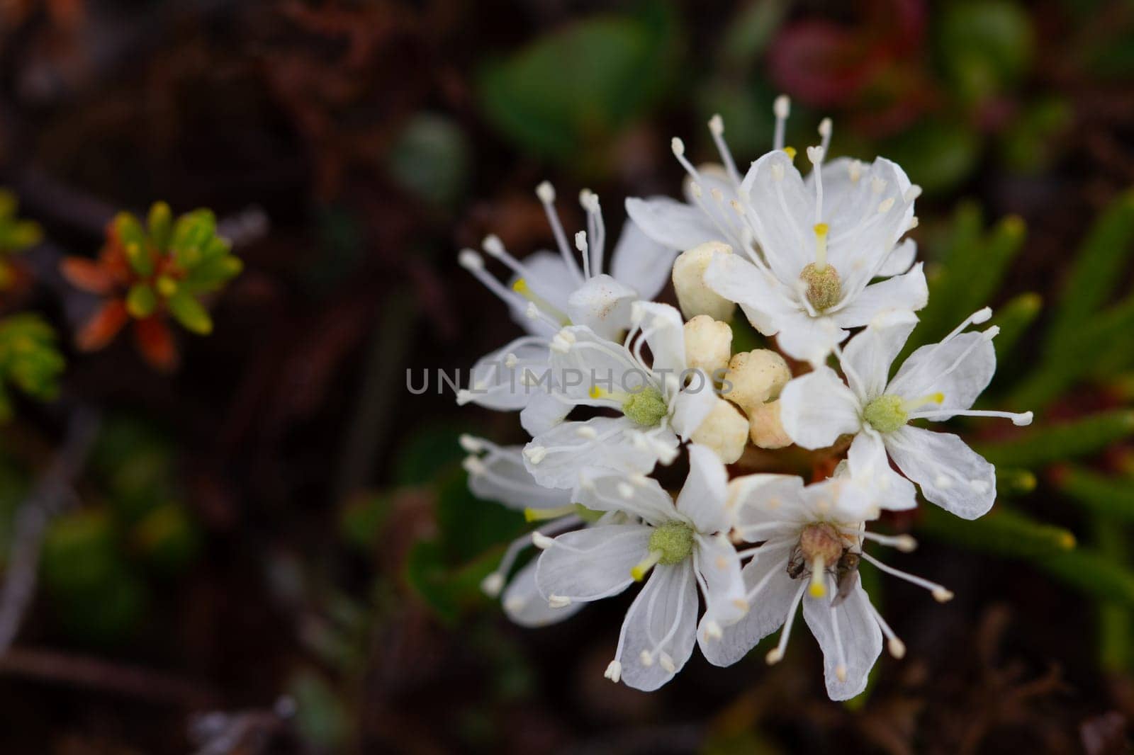 Close-up of bog Labrador tea flower or Rhododendron groenlandicum, found in Canada's arctic tundra, north of Arviat, Nunavut