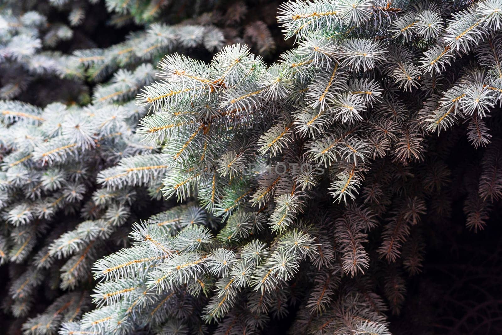 Silver pine tree, silver spruce pine, fir tree brunches closeup photo by vladispas