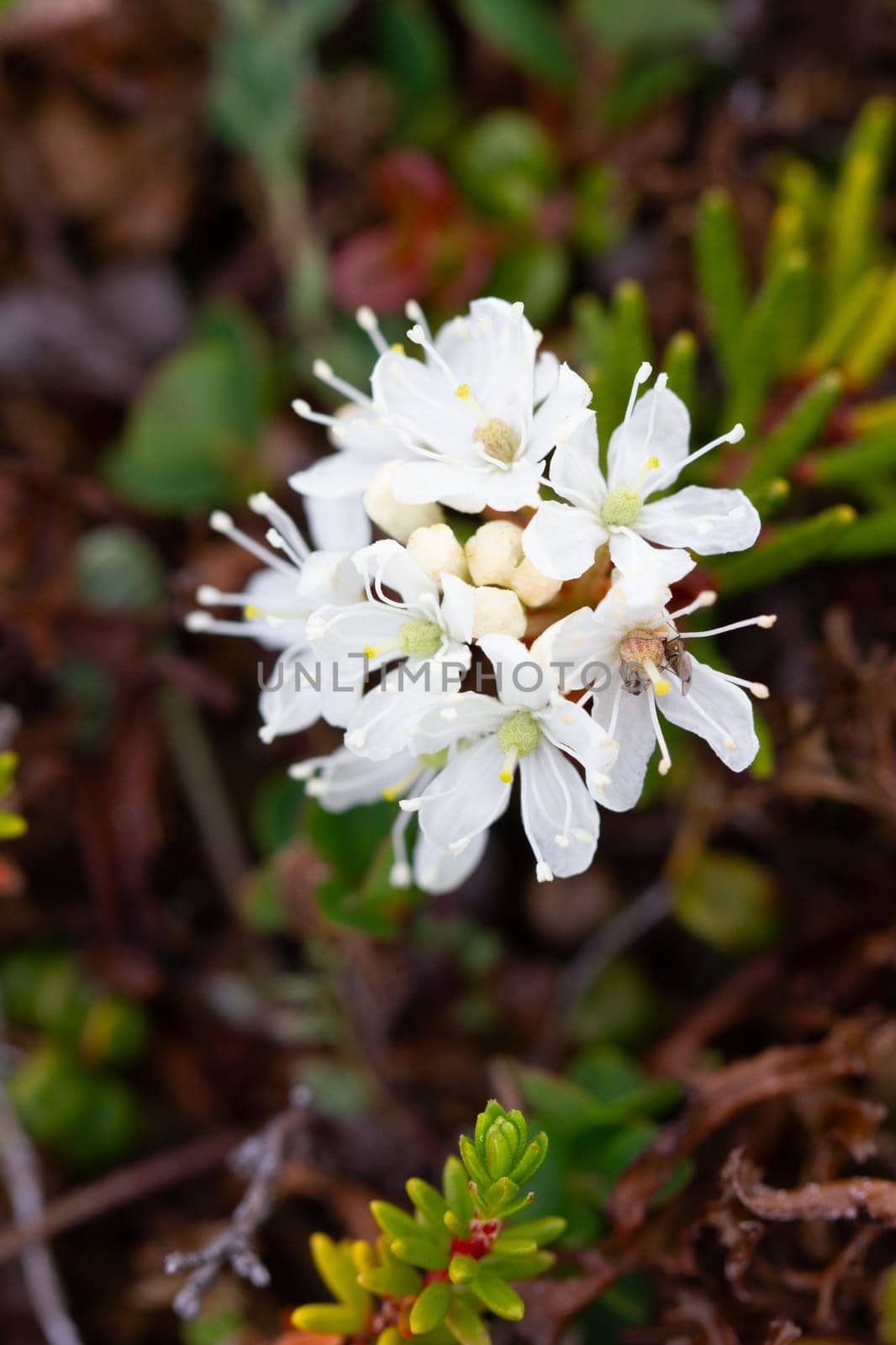 Close-up of Labrador tea flower found in Canada's arctic tundra by Granchinho