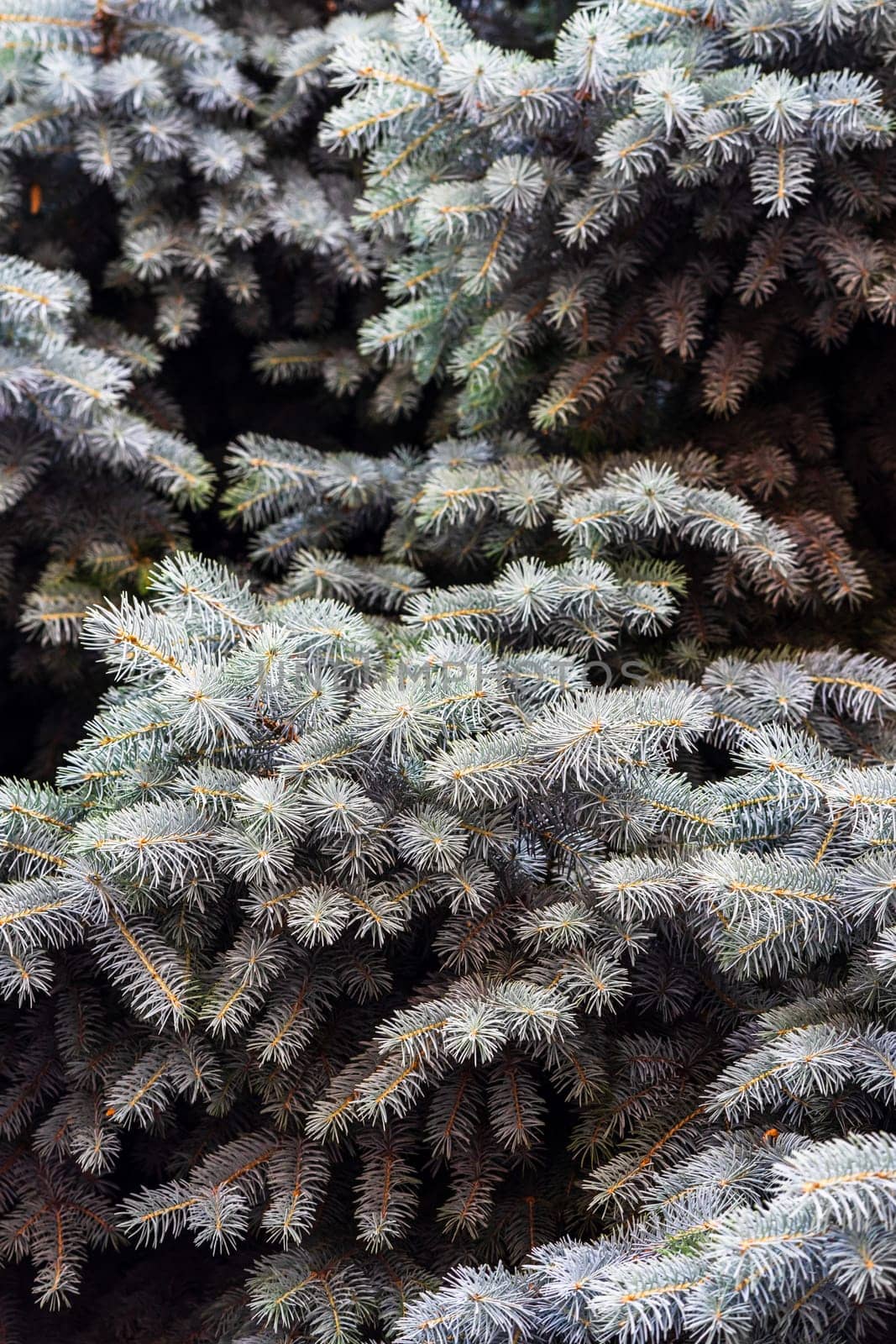 Silver pine tree, silver spruce pine, fir tree brunches closeup photo by vladispas