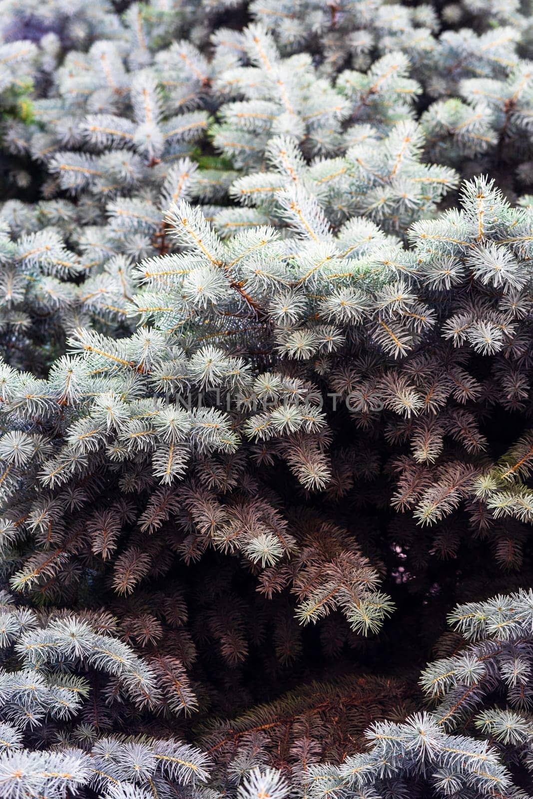 Silver pine tree, silver spruce pine, fir tree brunches closeup photo