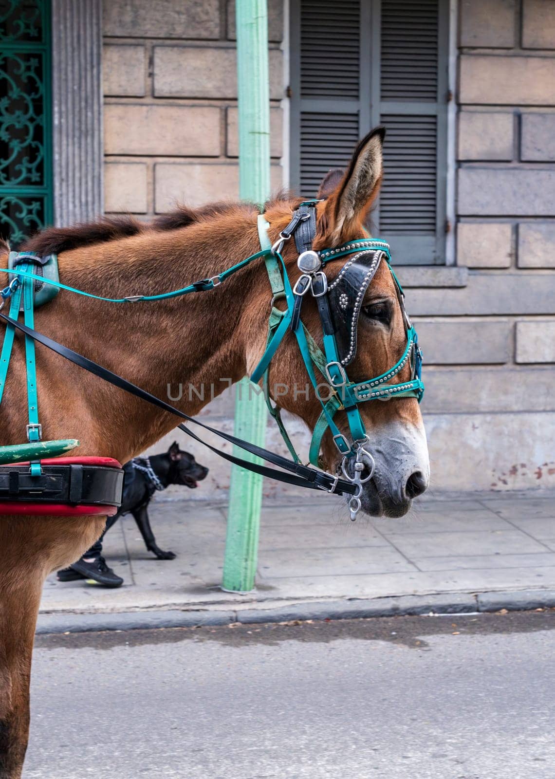 Horse head pulling carriage in French Quarter of New Orleans with dog on sidewalk or pavement