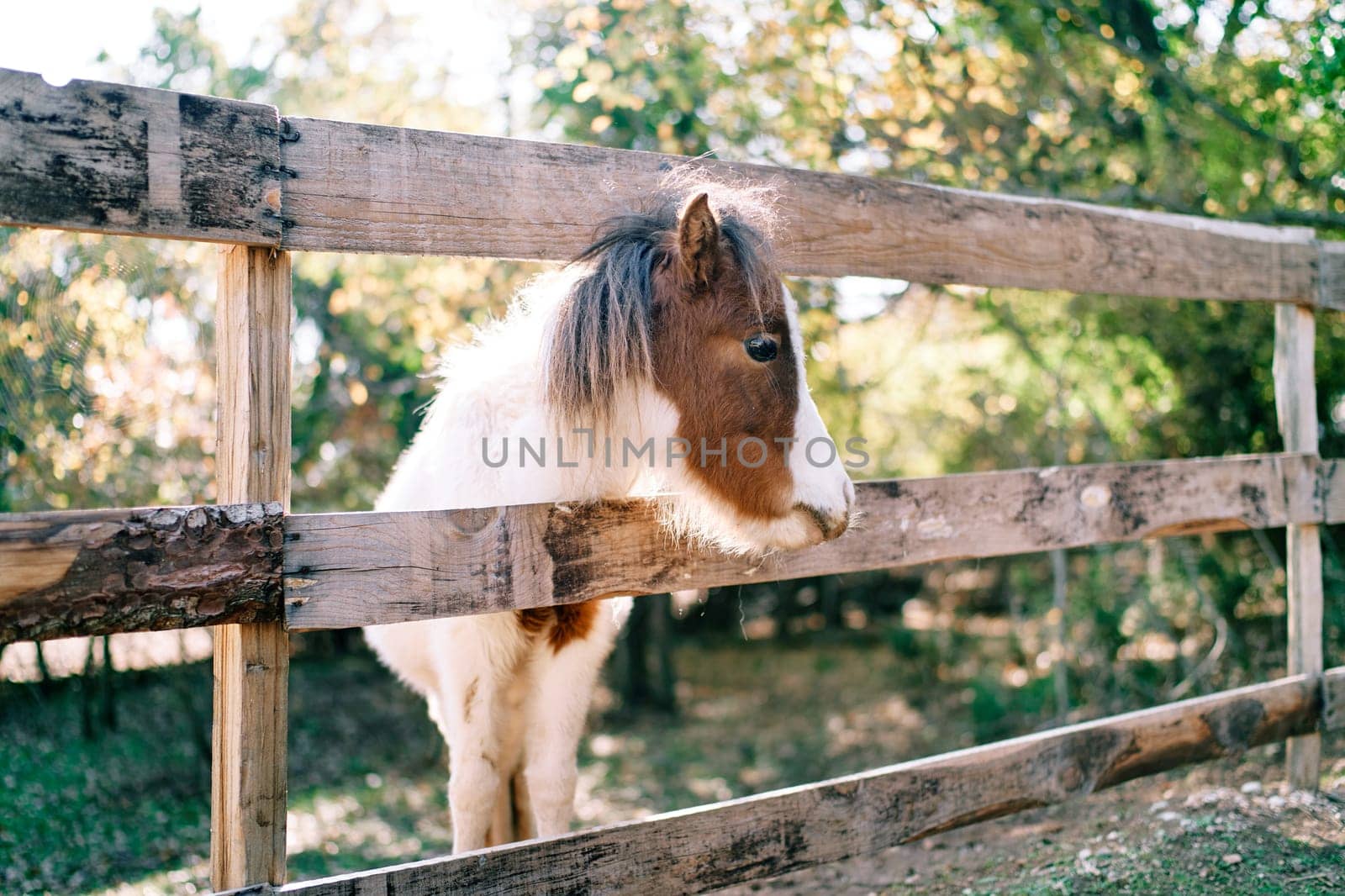 White and brown pony stands near a wooden fence in the park. High quality photo