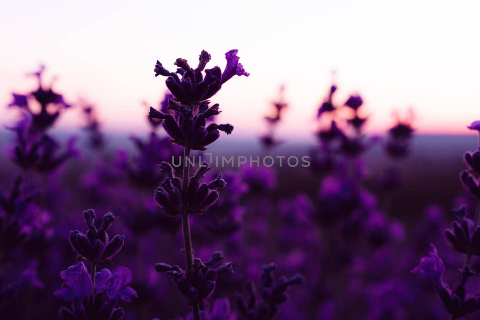 Lavender flower field closeup, fresh purple aromatic flowers for natural background. Violet lavender field in Provence, France.