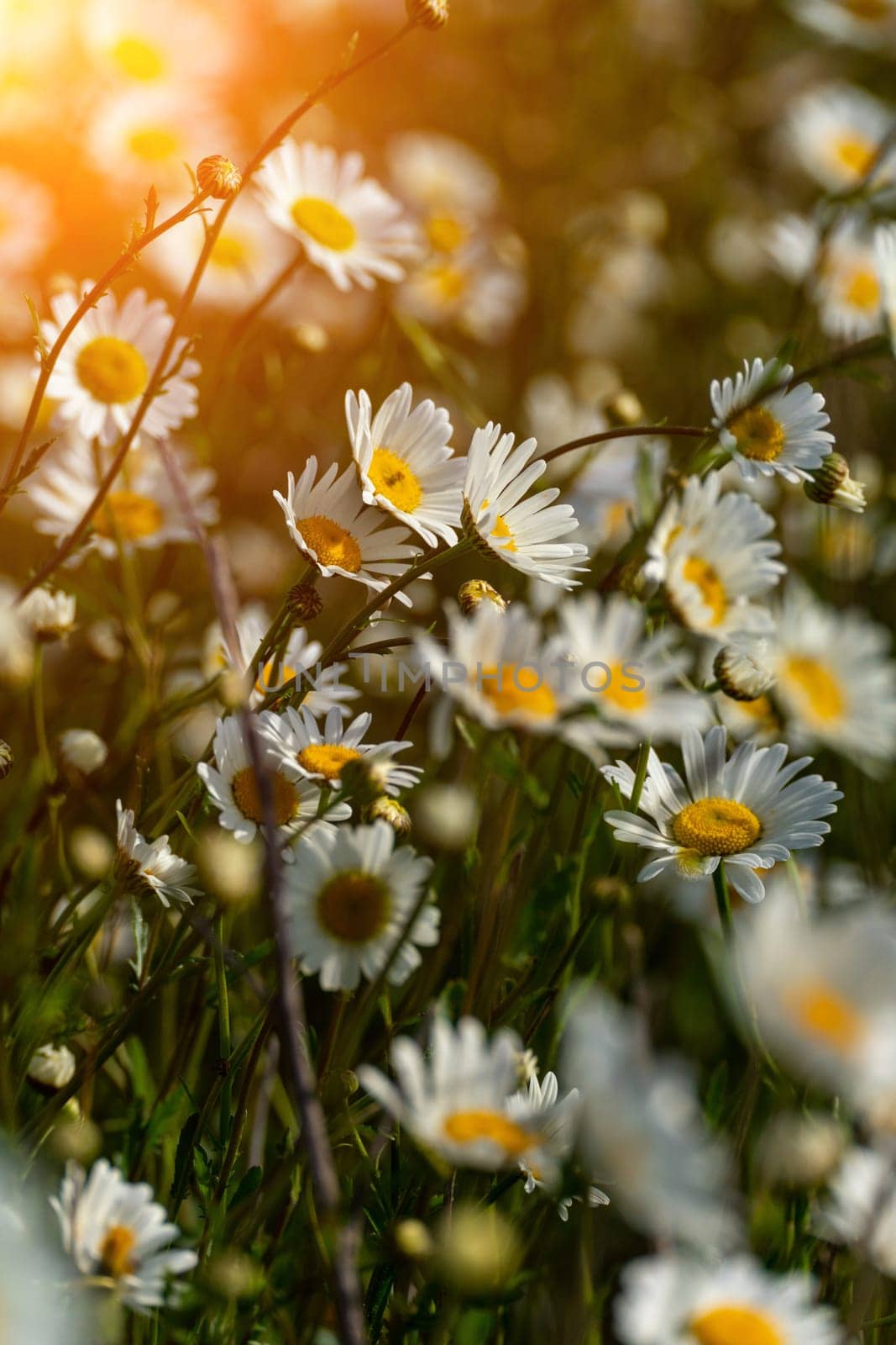 Daisy Chamomile background. Beautiful nature scene with blooming chamomilles in sun flare. Sunny day. Summer flowers. by Matiunina