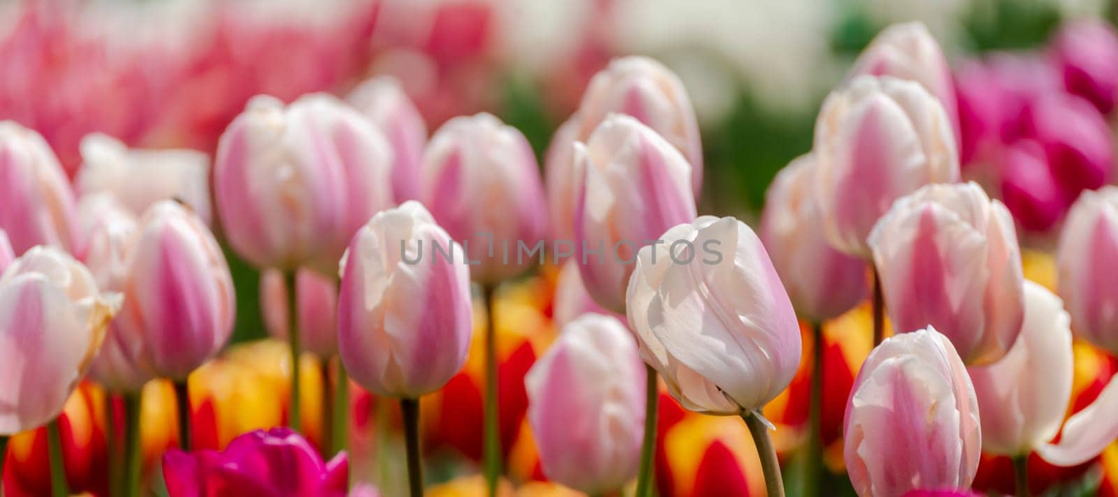 Pink tulips spring blossoming, bokeh flower background, pastel and soft floral card, selective focus.