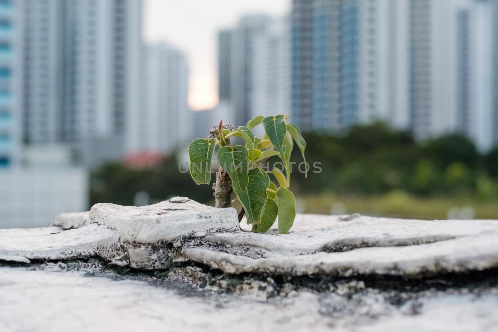 Young Sapling Growing on Concrete