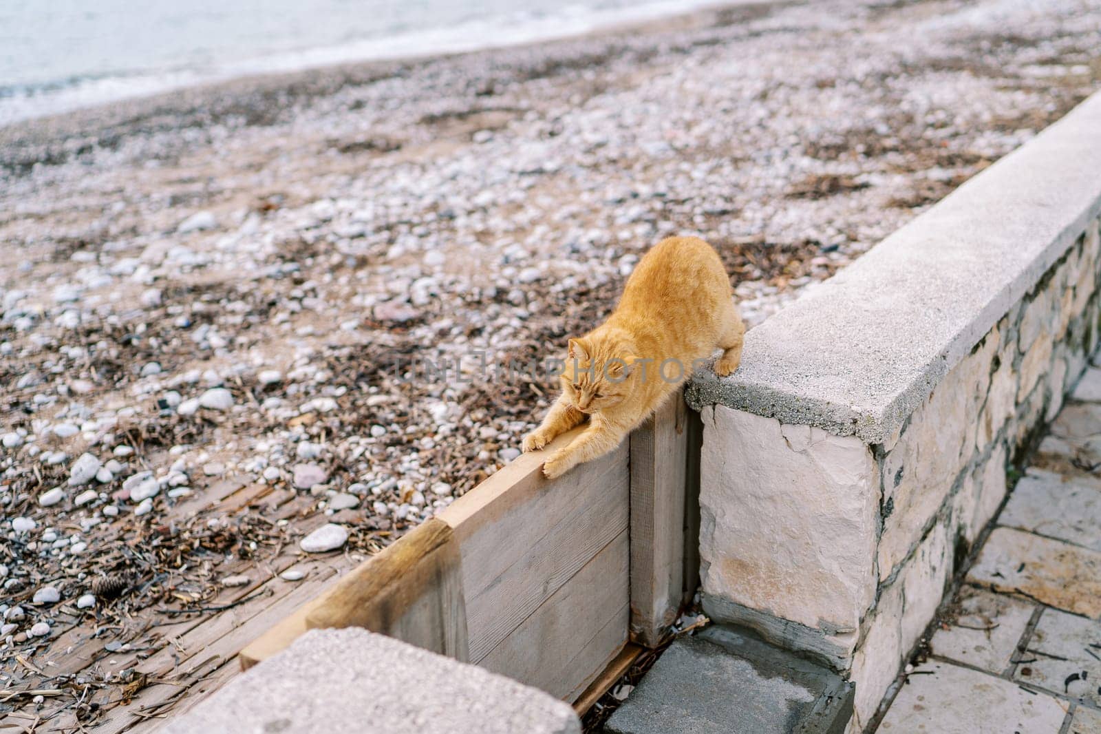 Ginger cat sharpens its claws on a wooden door in a stone fence by the sea. High quality photo
