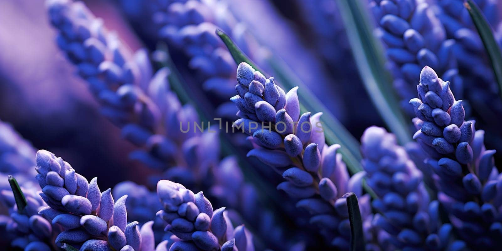 Macro detail to a small aromatic evergreen shrub of the mint family, with narrow leaves and bluish purple flowers, nature concept by Kadula