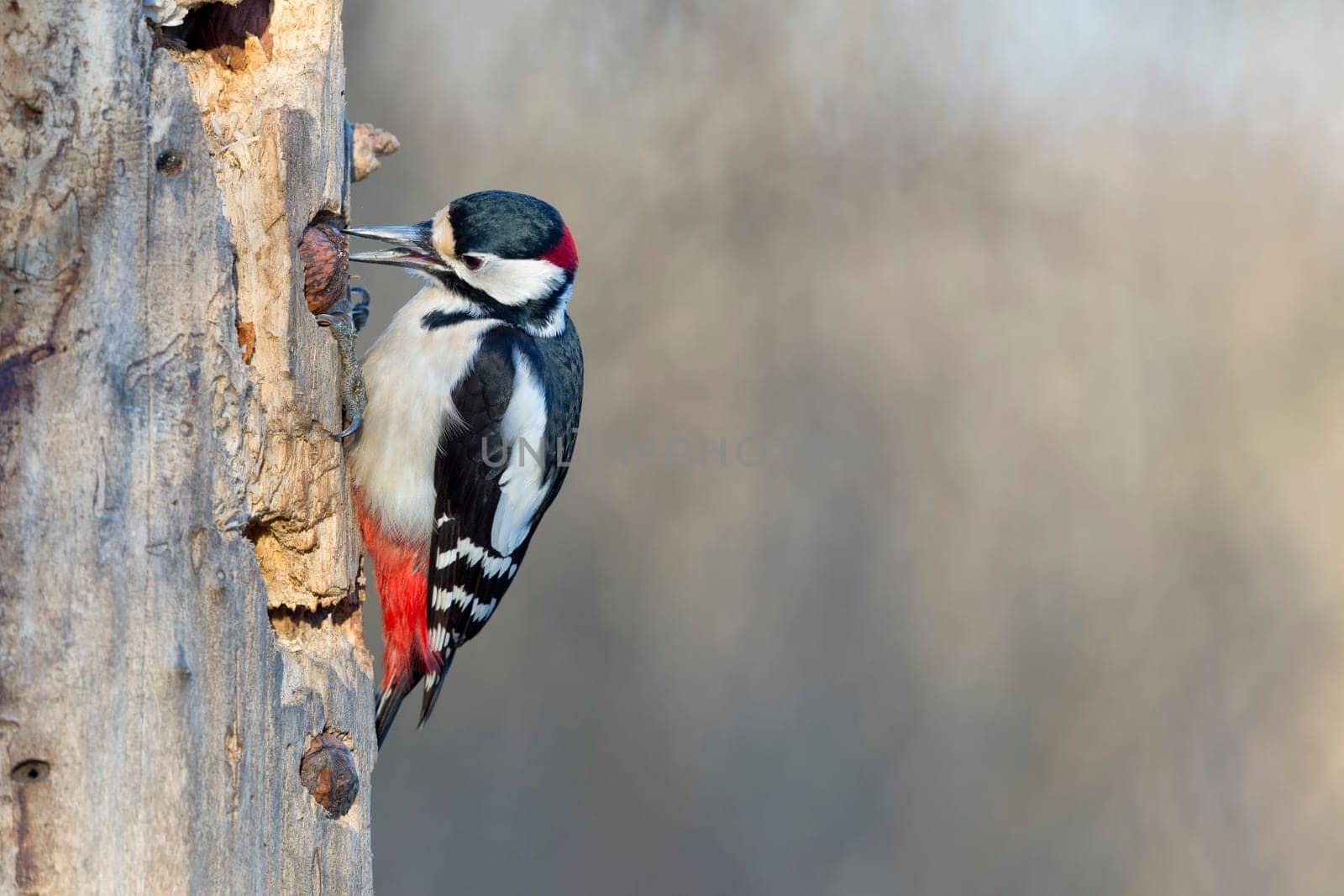 Red woodpecker while eating a nut