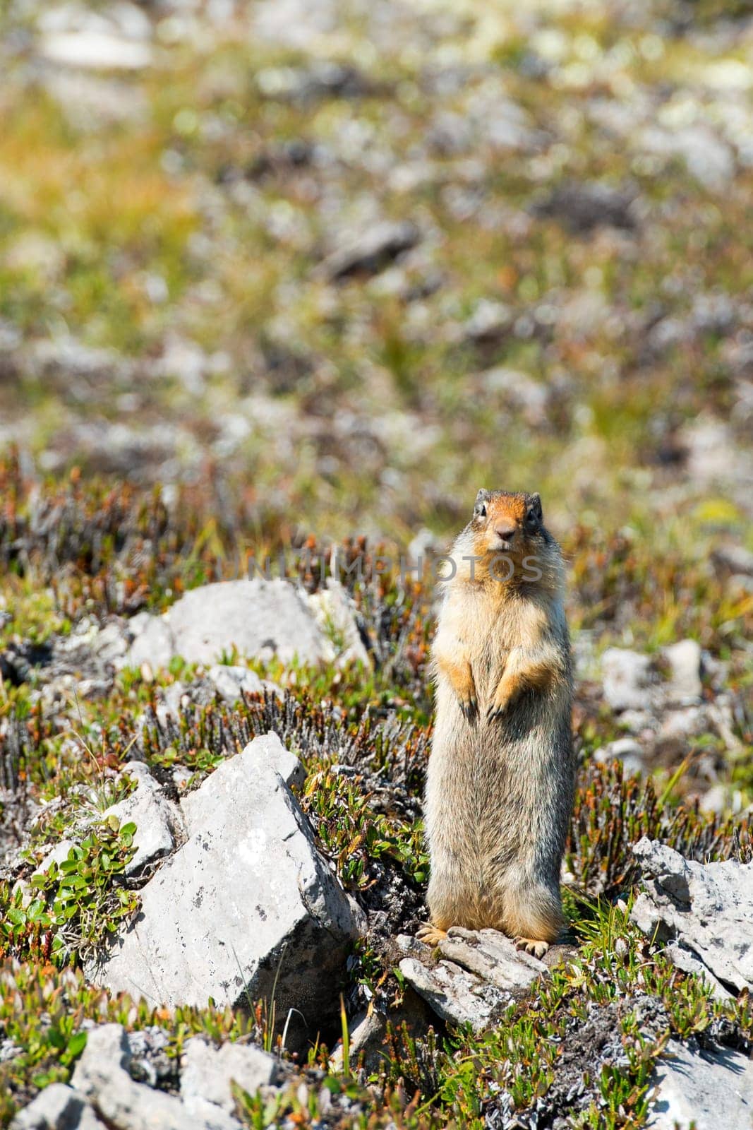 Ground canadian squirrel by AndreaIzzotti