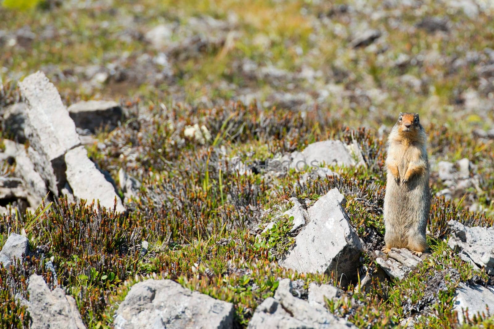 Ground squirrel looking at you 