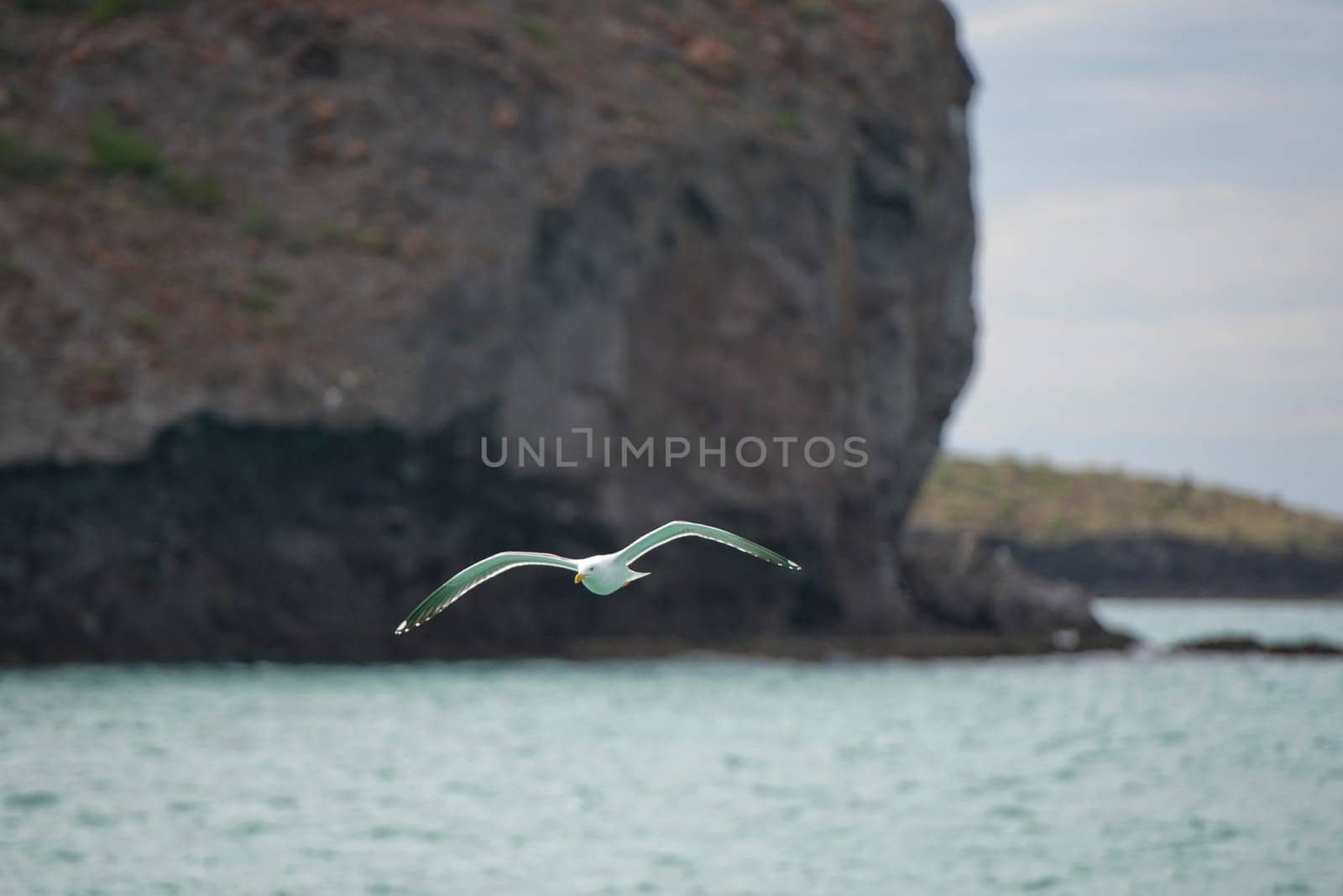 Seagull flying to you in the green water tropical paradise background