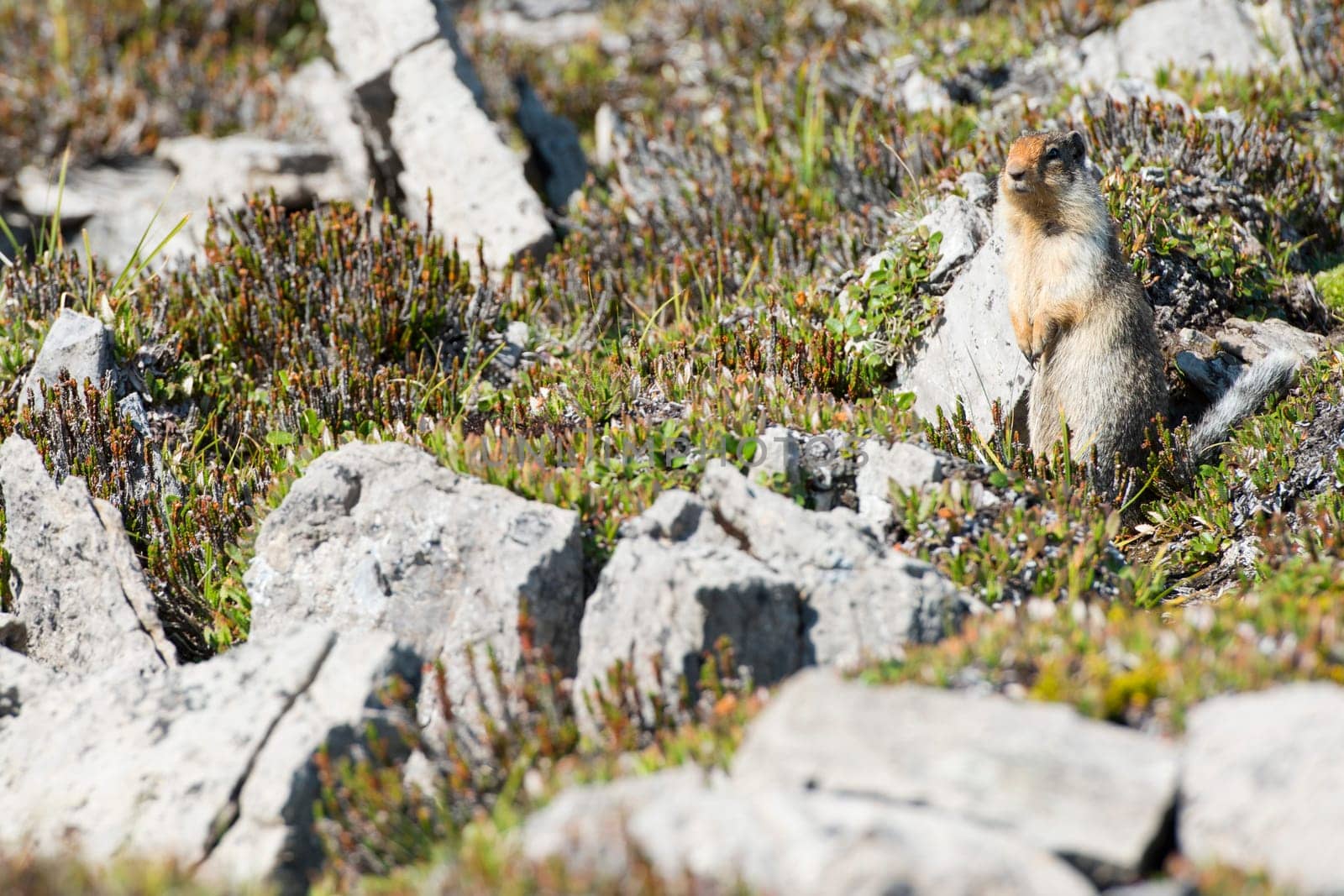 Ground squirrel portrait while looking at you