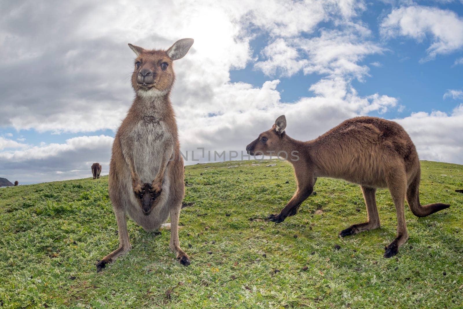 Kangaroos while looking at you at sunset in kangaroo island