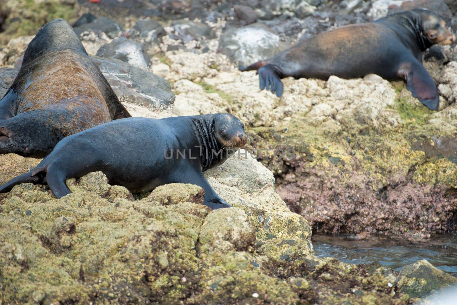 sea lion seals relaxing  by AndreaIzzotti