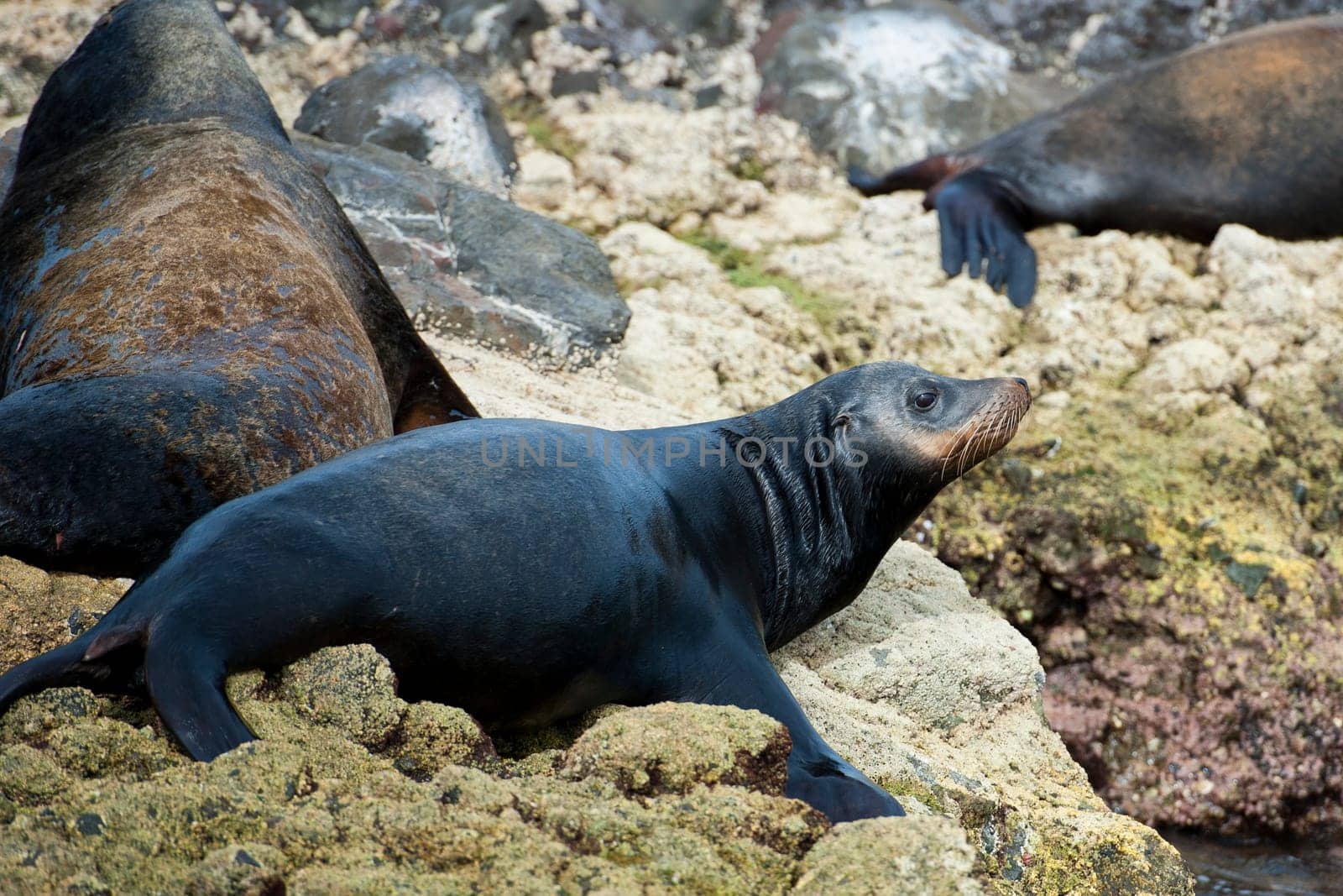 sea lion seals while relaxing on rocks