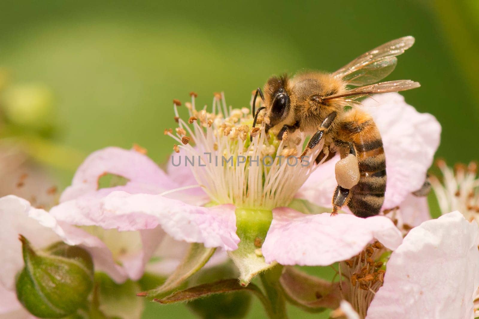 Bee on a pink flower by AndreaIzzotti