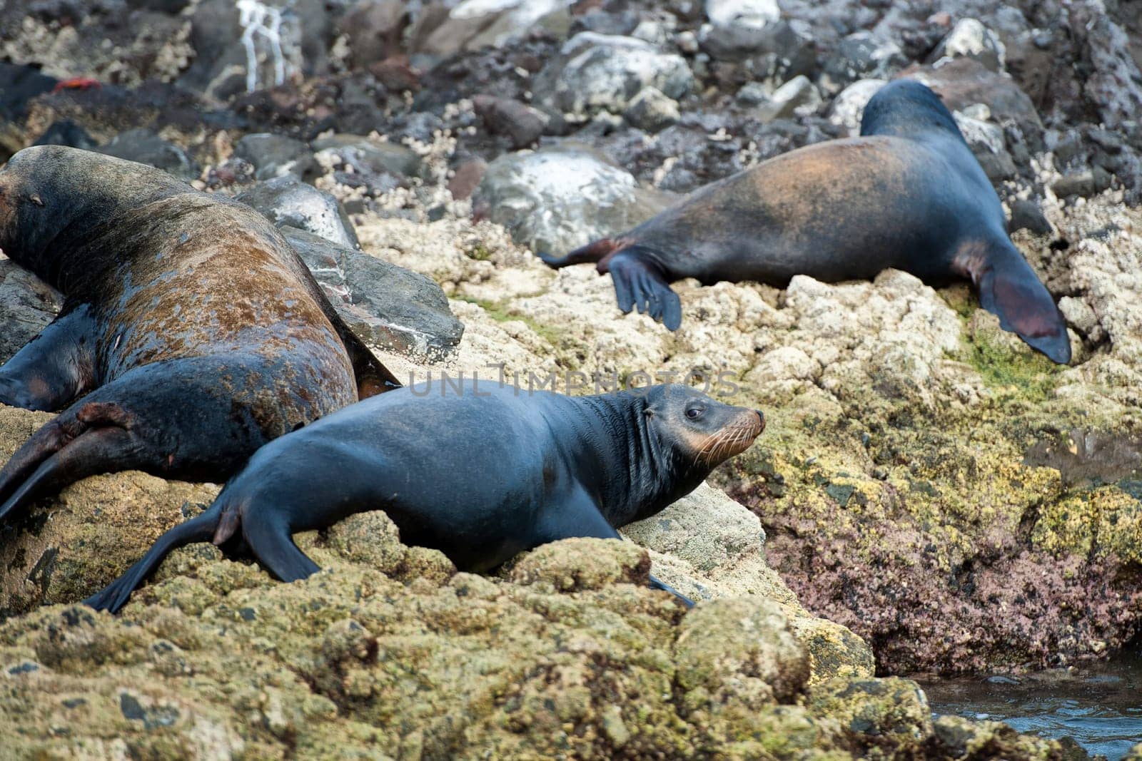 sea lion seals while relaxing on rocks