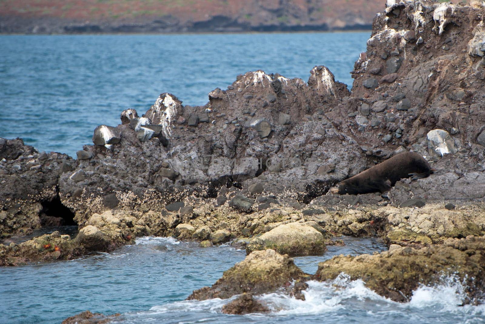 sea lion seals relaxing  by AndreaIzzotti