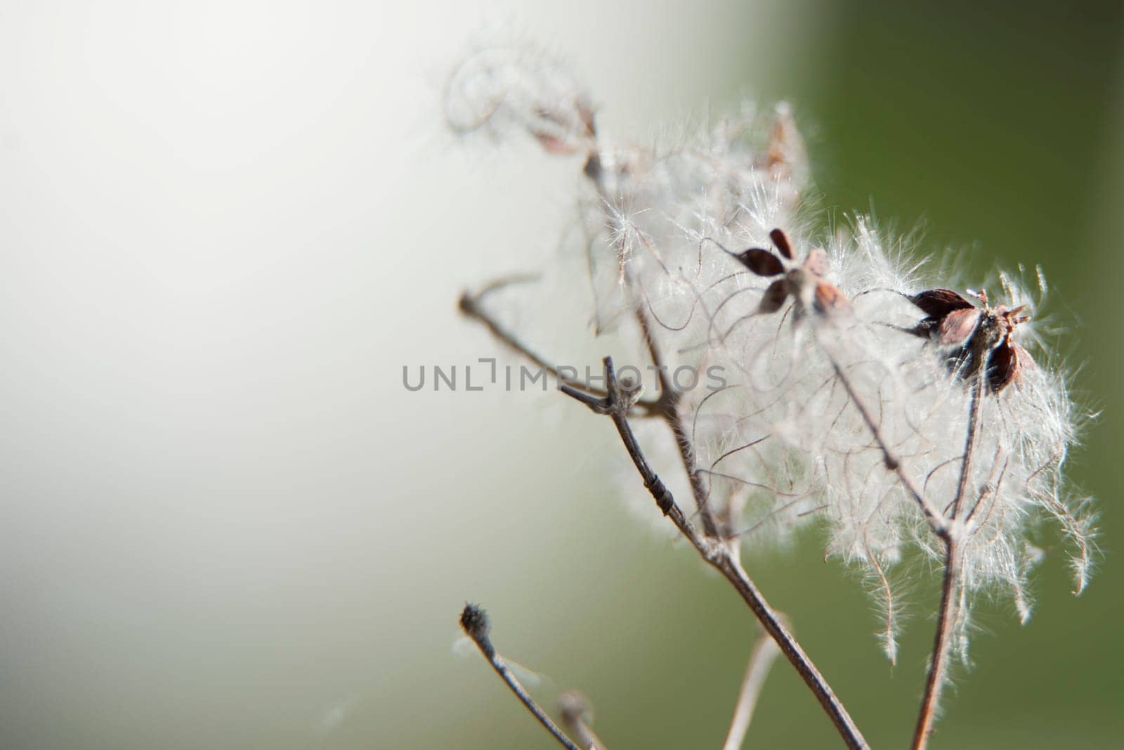 dandelion macro by AndreaIzzotti