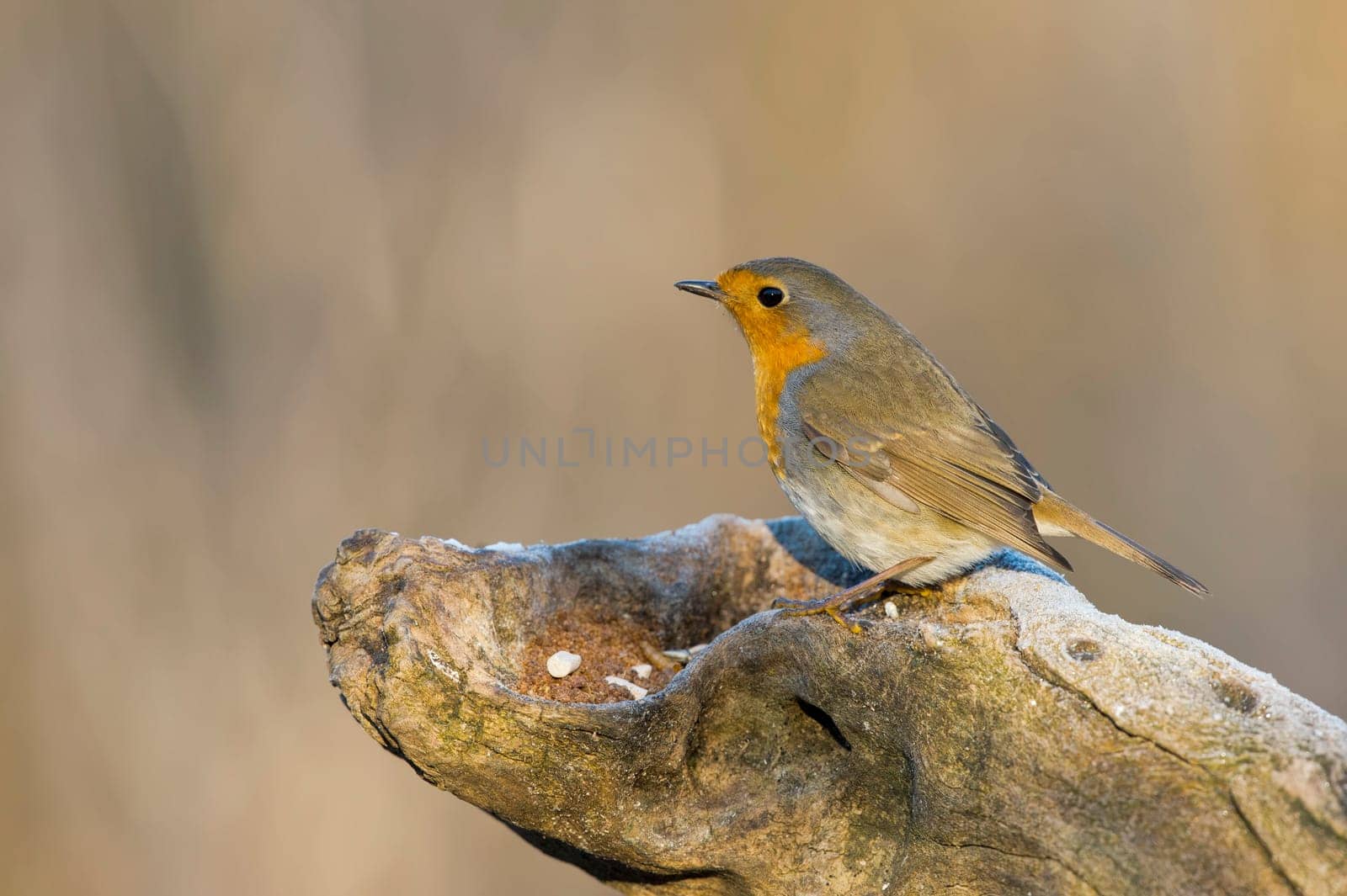 robin bird red breast by AndreaIzzotti