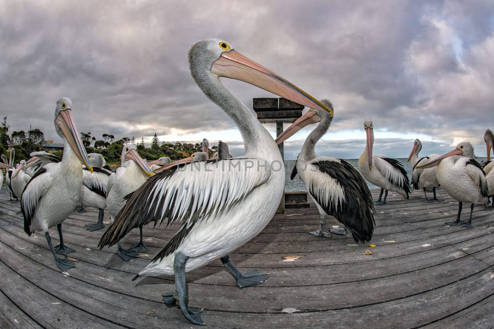 pelican portrait on the sandy beach by AndreaIzzotti