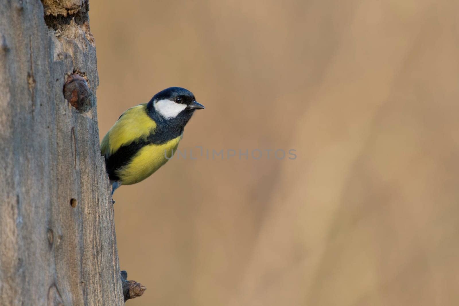 great blue tit on the brown background by AndreaIzzotti