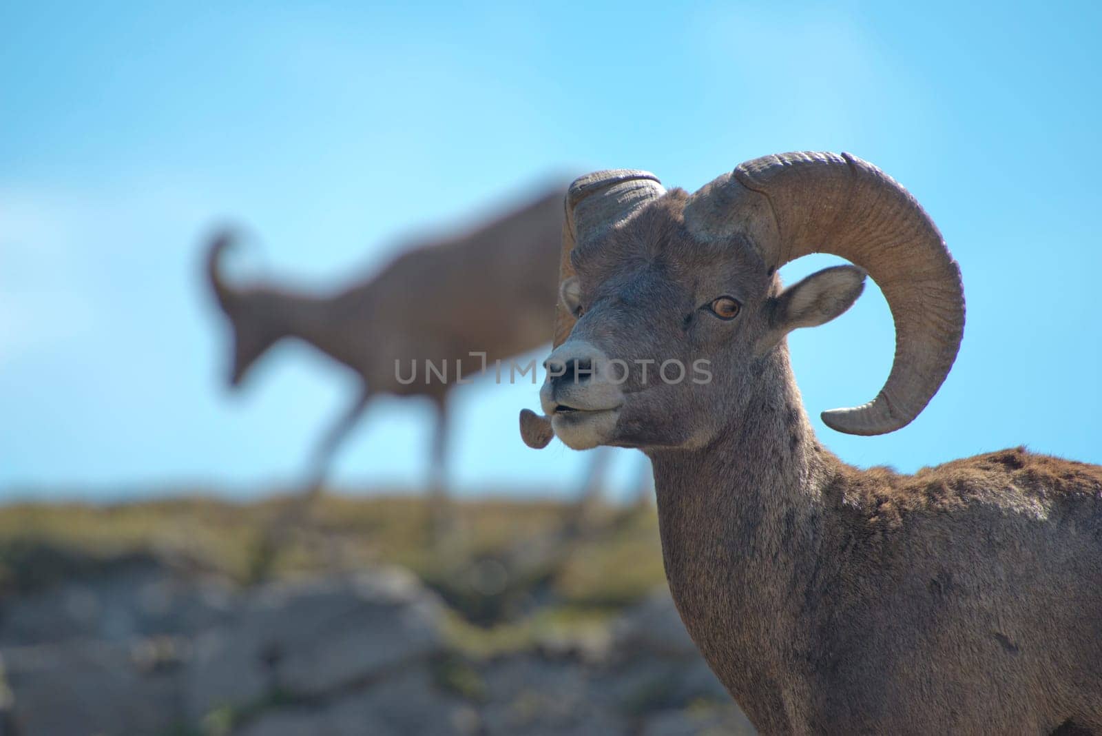 Big Horn Ovis canadensis portrait