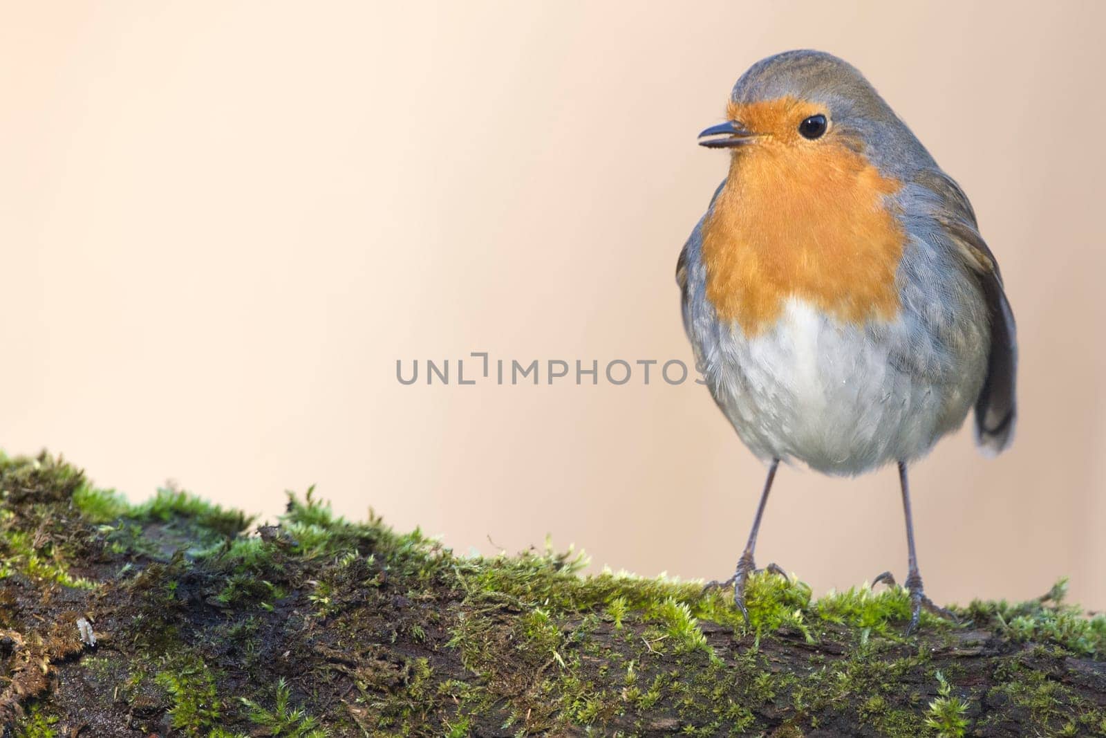 robin bird red breast portrait