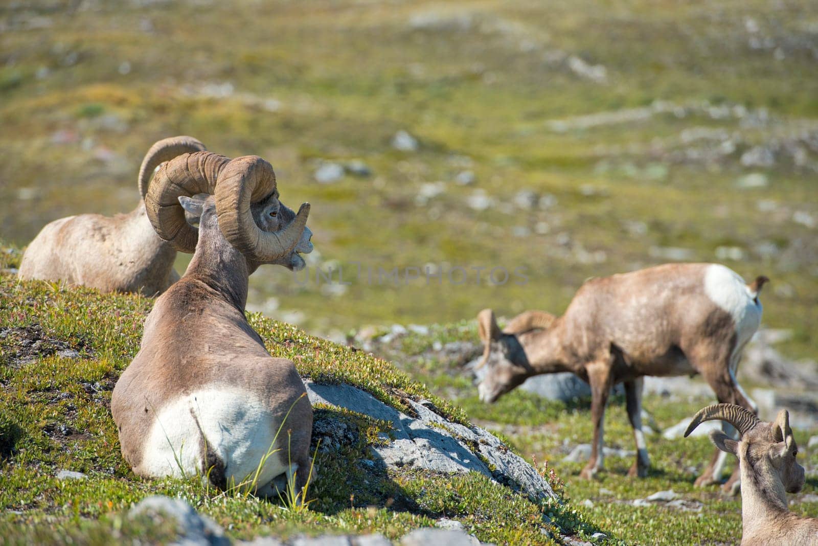 Big Horn Sheep portrait by AndreaIzzotti