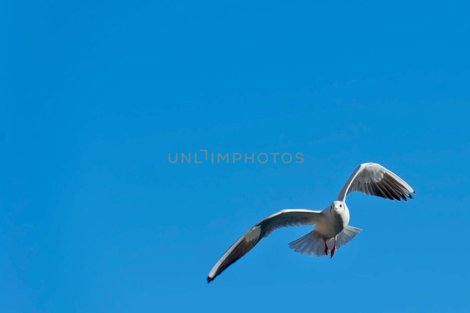 Seagull flying to you in the blue sky  background