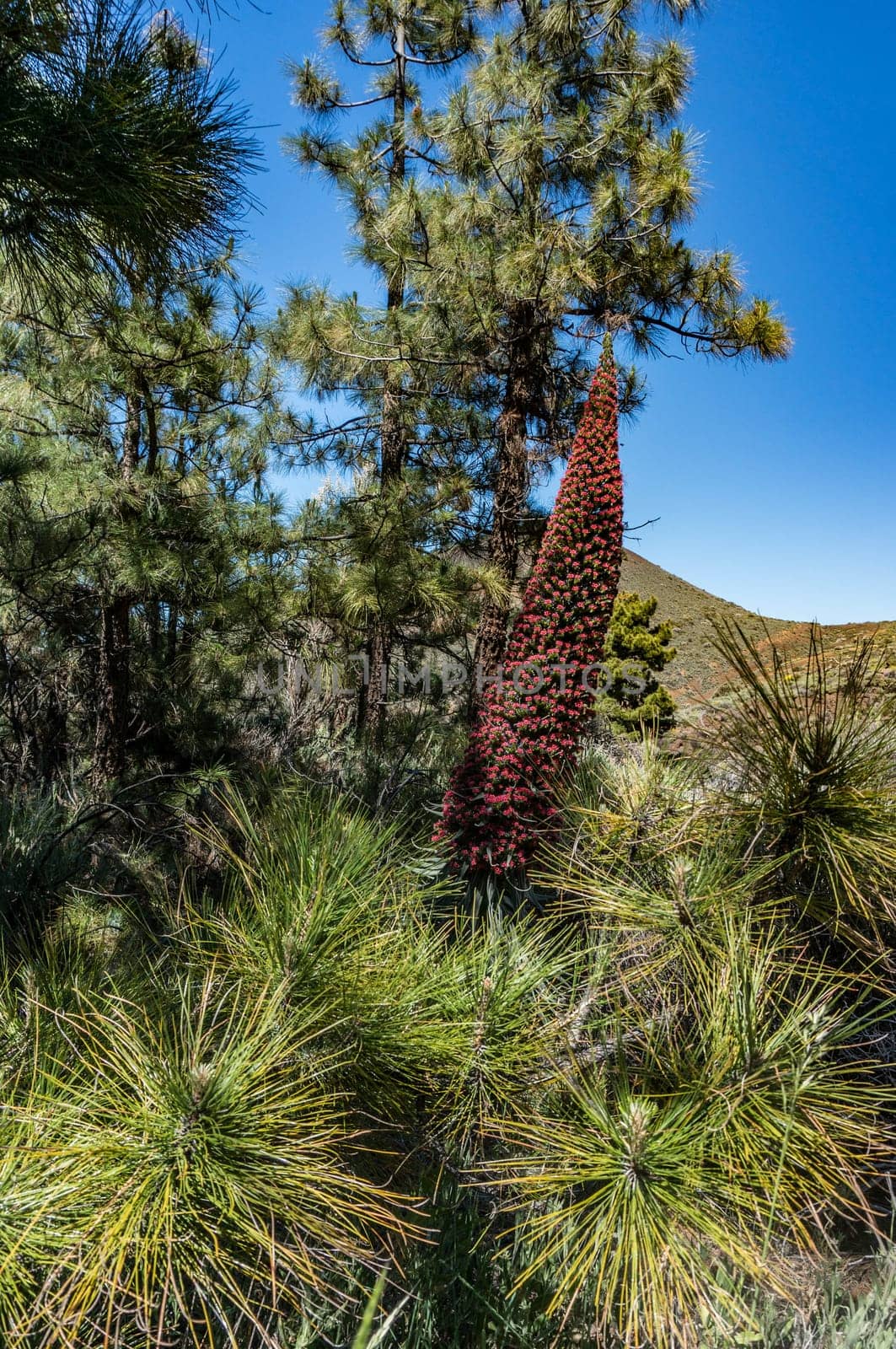 Red Flower of tajinaste rojo among Canary Island pine trees with young shoots. Endemics to the Canary islands. Mountain background. Echium wildpretii, tower of jewels, red bugloss, Tenerife bugloss