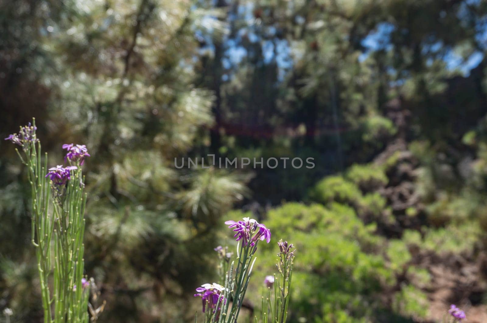 Purple forest flowers on blurred pines background. Pinus canariensis or the Canary Island pine young shoots. An endemic to the Canary islands subtropical pine tree. Evergreen plant. Sunlit photo