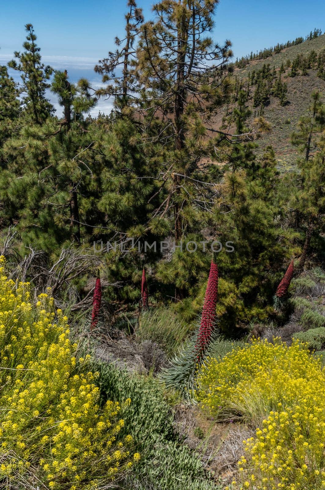 Red Flower of tajinaste rojo among Canary Island pine trees and yellow flowers. Endemics to the Canary islands. Mountain background. Echium wildpretii, tower of jewels, red bugloss, Tenerife bugloss