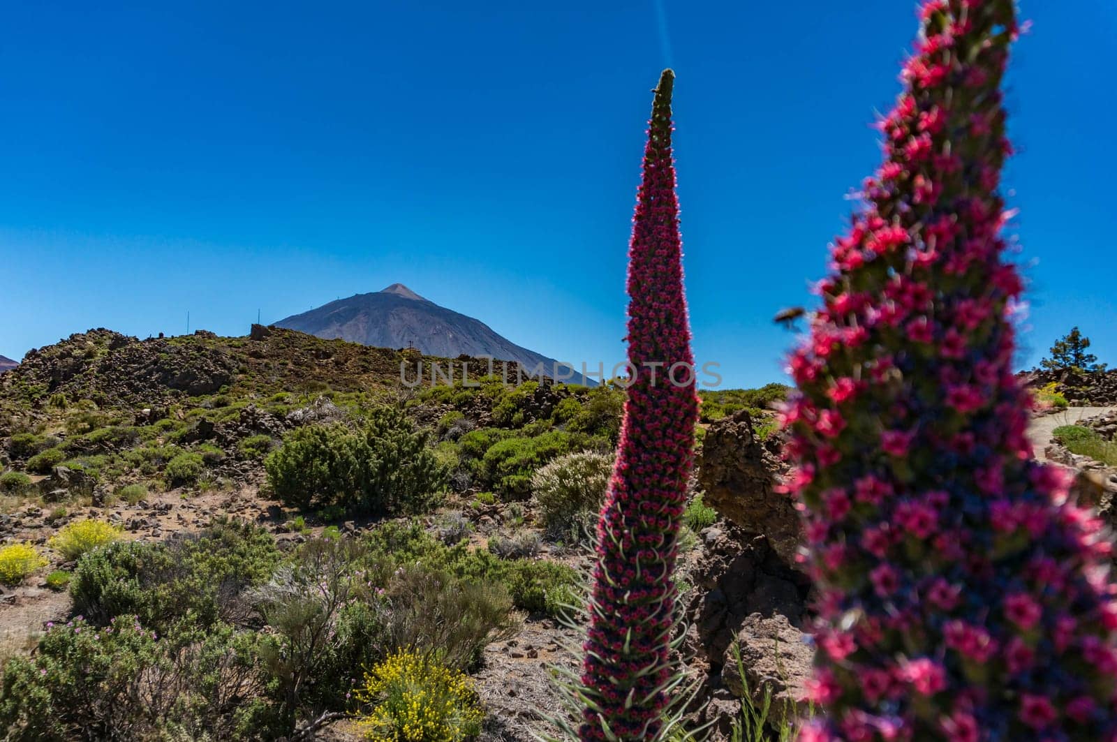 Blurred Tajinaste rojo with the Teide volcano in the background. Red flowers towers between volcanic rocks, shrubs and yellow flowers. Echium wildpretii, tower of jewels, red bugloss, Tenerife bugloss