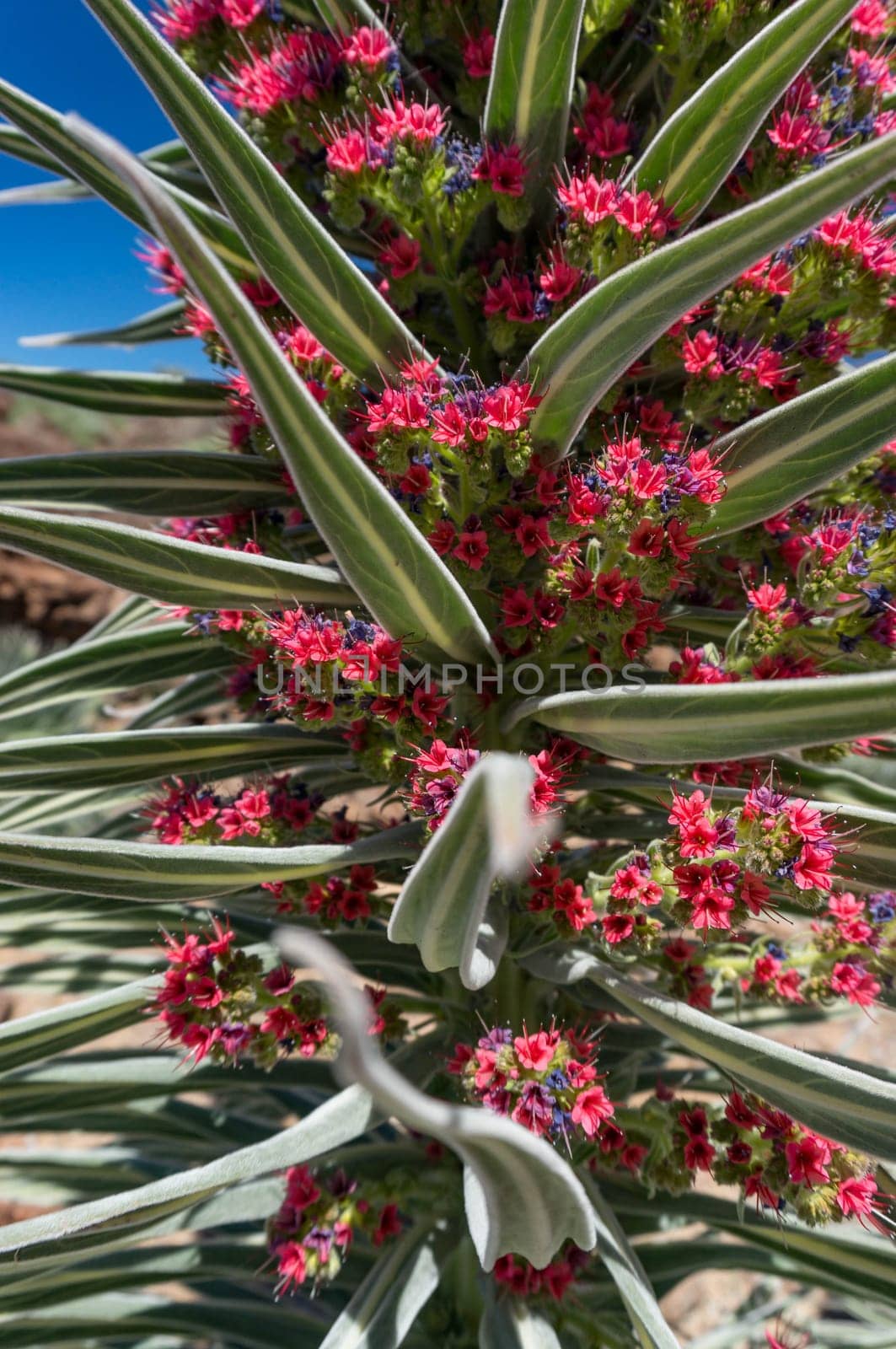 Closeup of tajinaste rojo or red bugloss. Cone with many purple and red flowers by amovitania